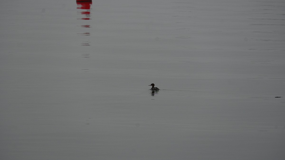 Red-breasted Merganser - ML646485211