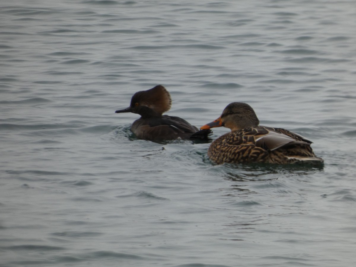 Hooded Merganser - ML646485212