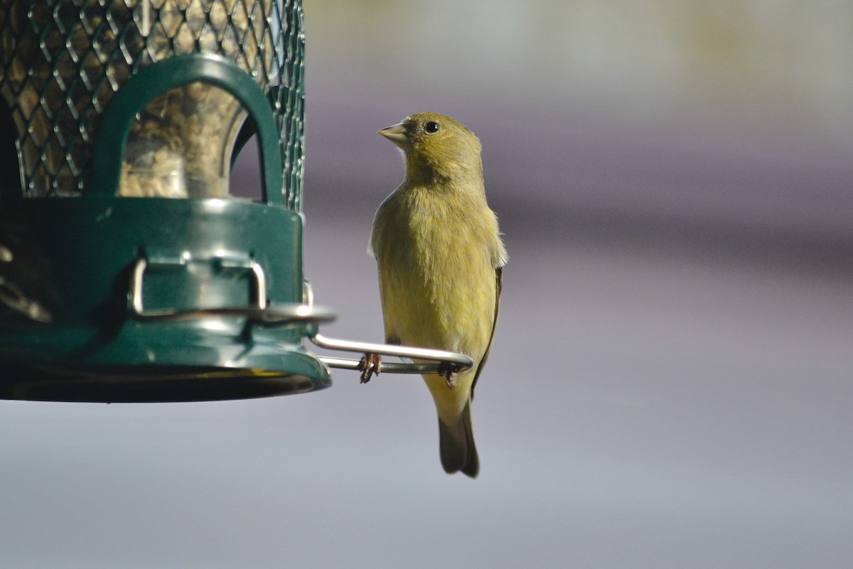 Lesser Goldfinch - ML646485214