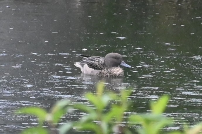 Sarcelle des Andes - ML646485216