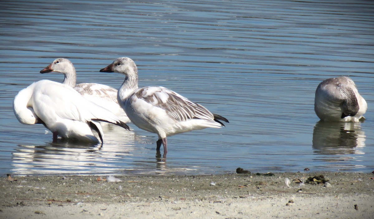 Oca delle nevi - ML646485217