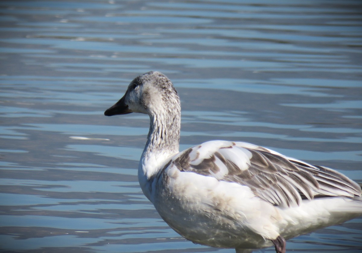 Oca delle nevi - ML646485218