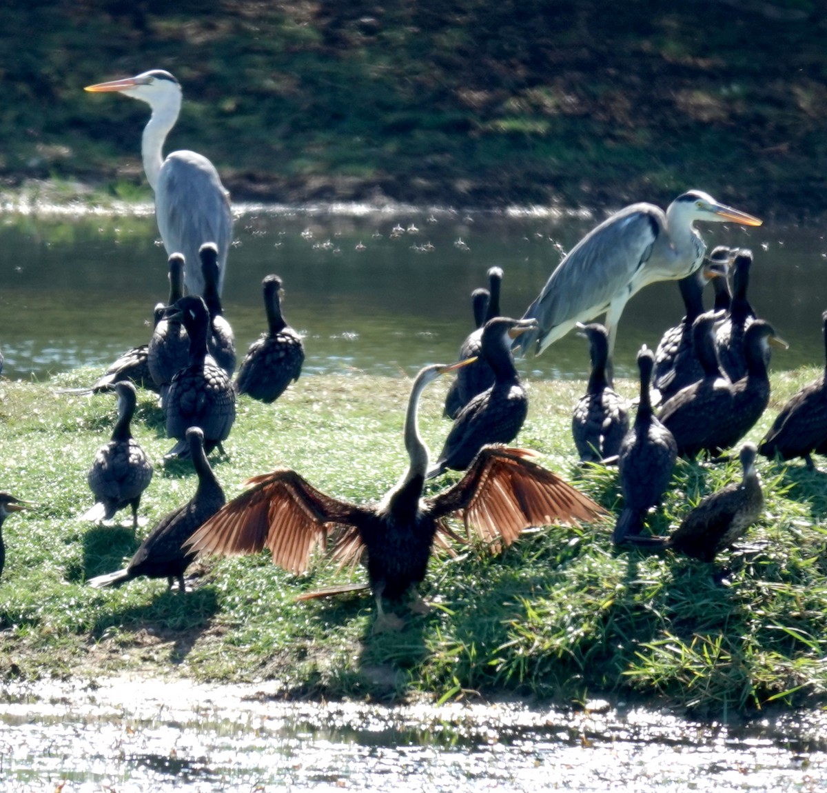 Oriental Darter - ML646485220