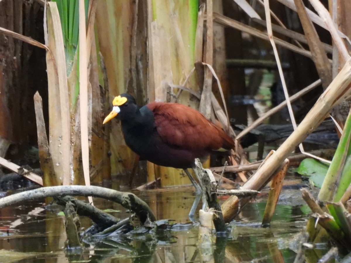 Northern Jacana - ML646485222