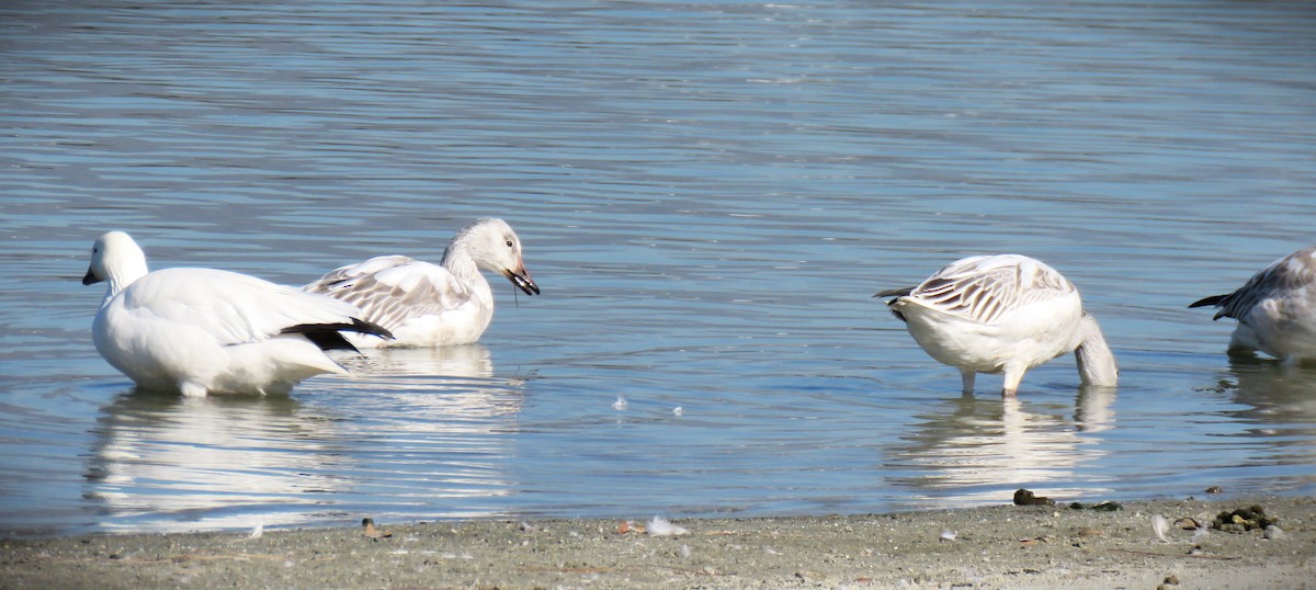 Oca delle nevi - ML646485223