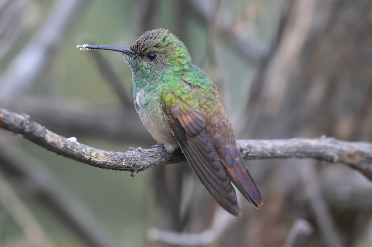 Berylline Hummingbird - ML646485224