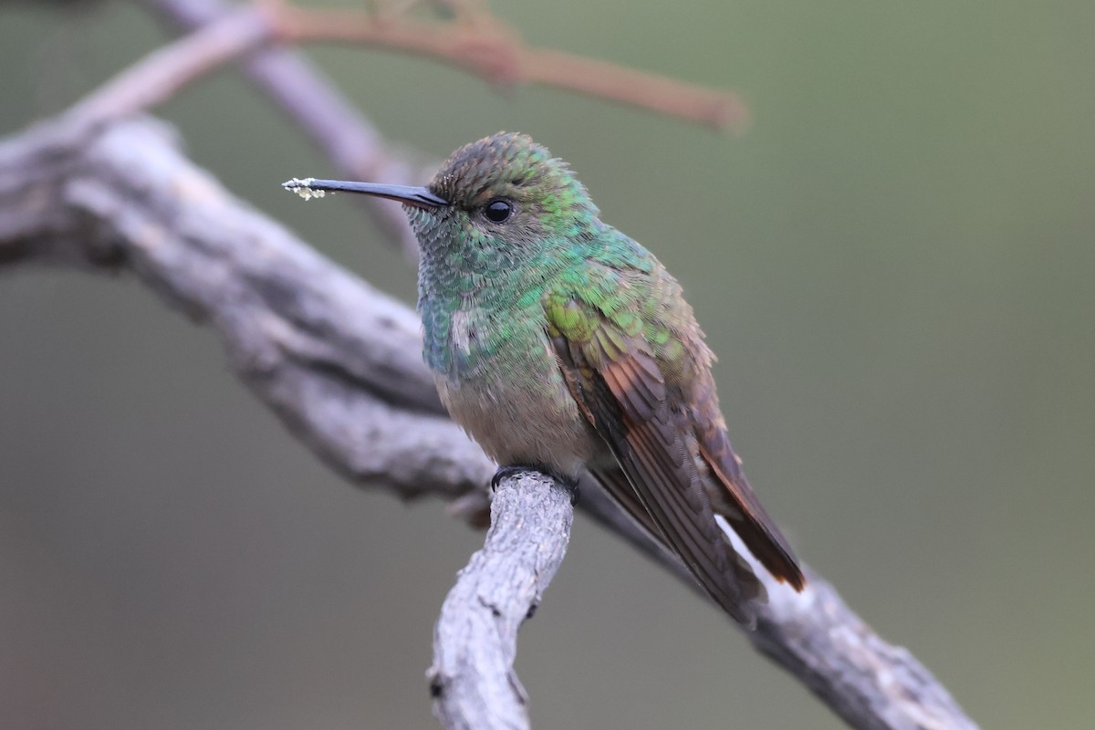 Berylline Hummingbird - ML646485225