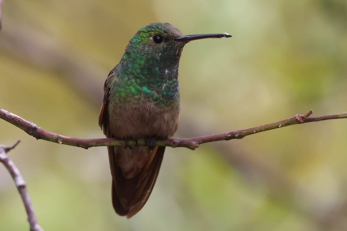 Berylline Hummingbird - ML646485226