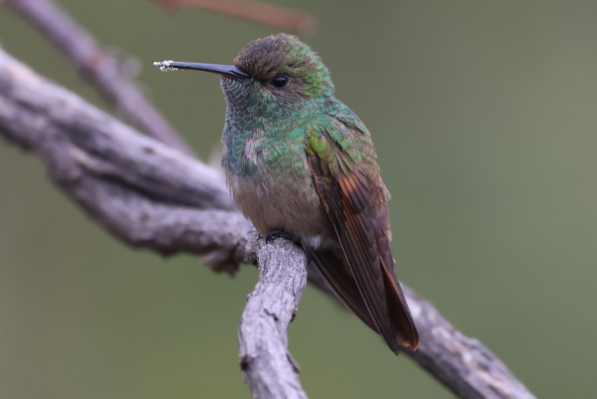 Berylline Hummingbird - ML646485227