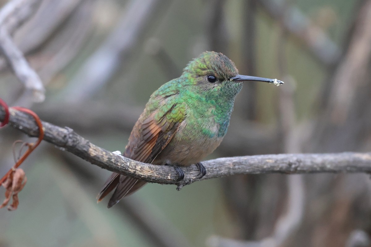 Berylline Hummingbird - ML646485228