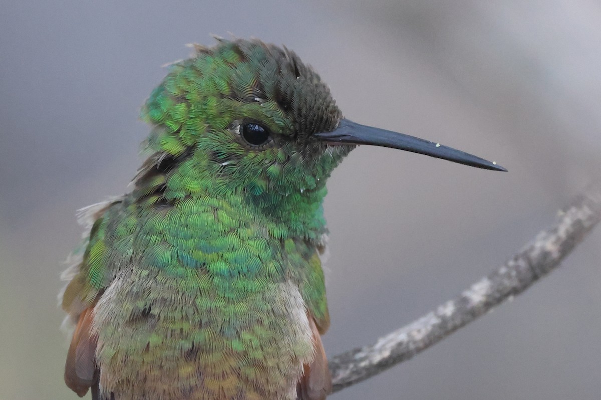 Berylline Hummingbird - ML646485230