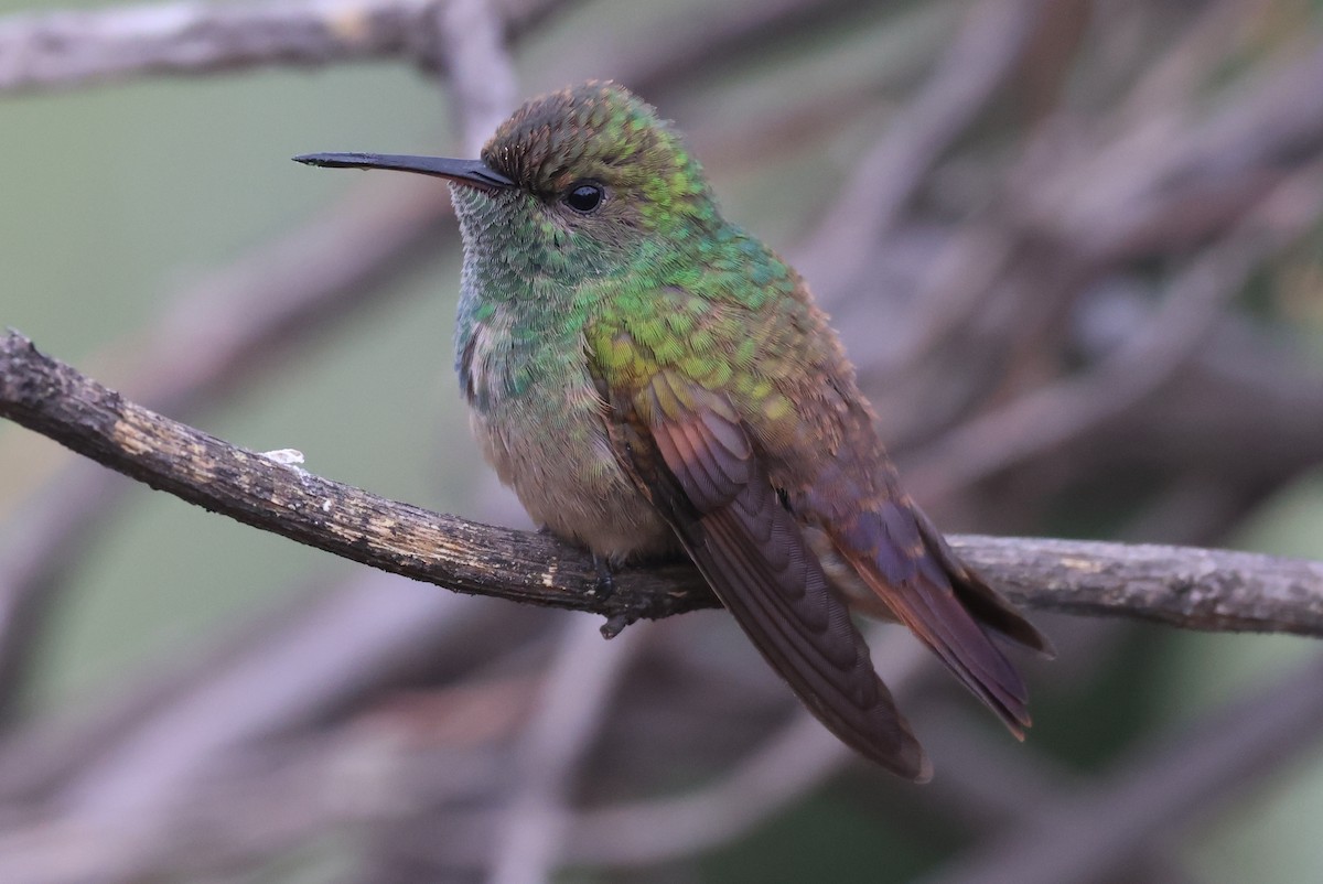 Berylline Hummingbird - ML646485231