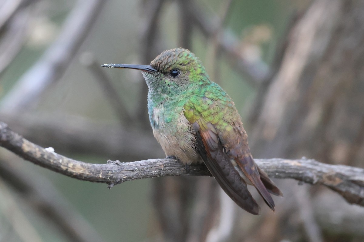 Berylline Hummingbird - ML646485232