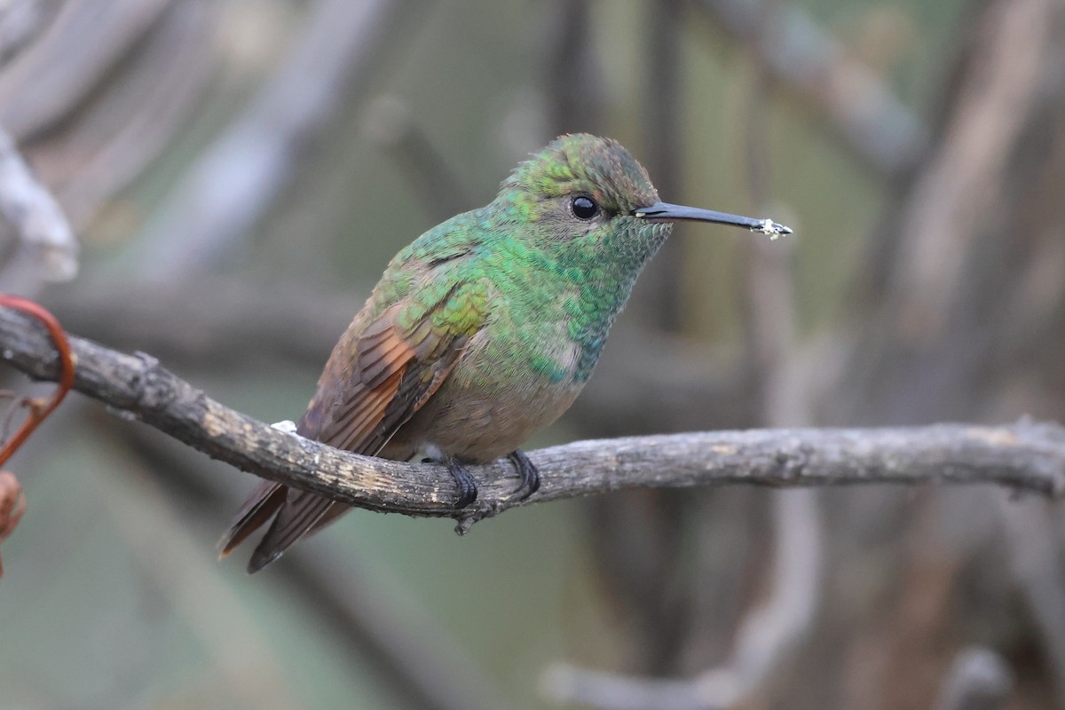 Berylline Hummingbird - ML646485233
