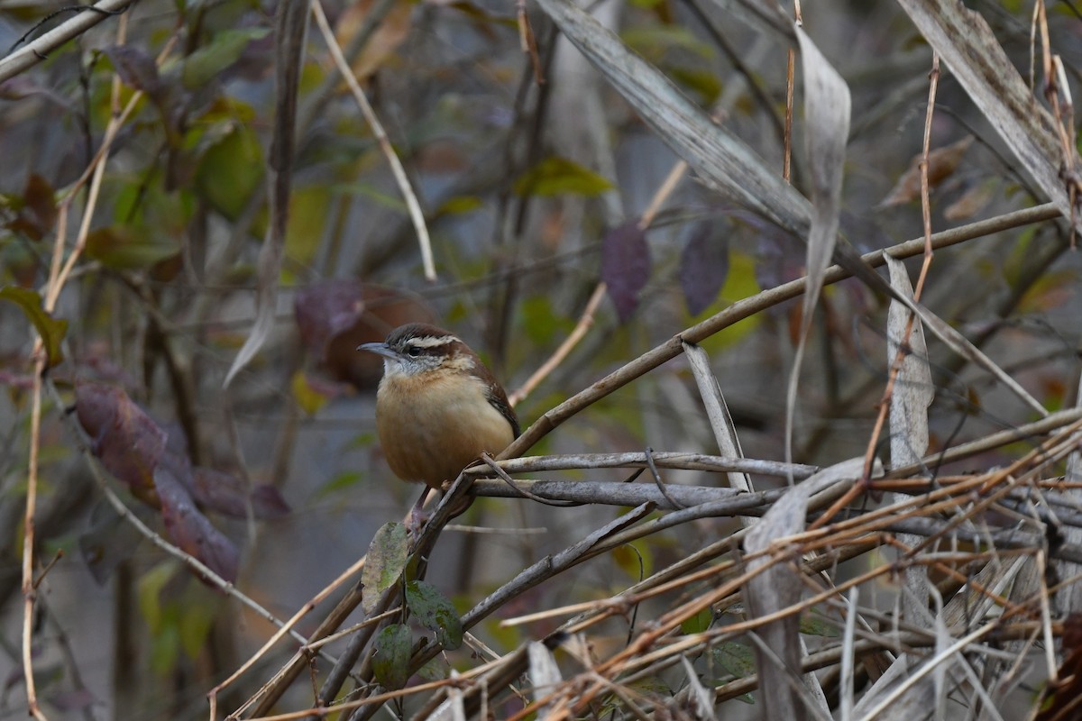 Carolina Wren - ML646485234