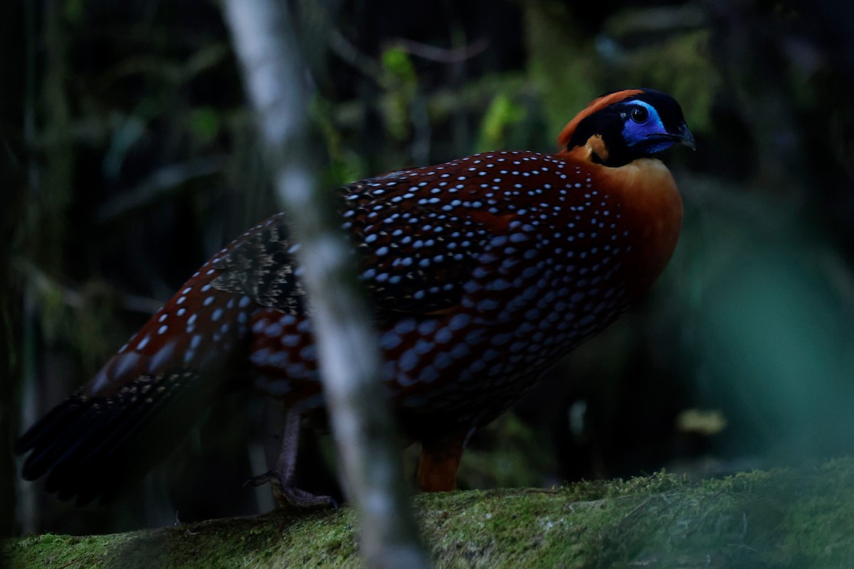 Temminck's Tragopan - ML646485239