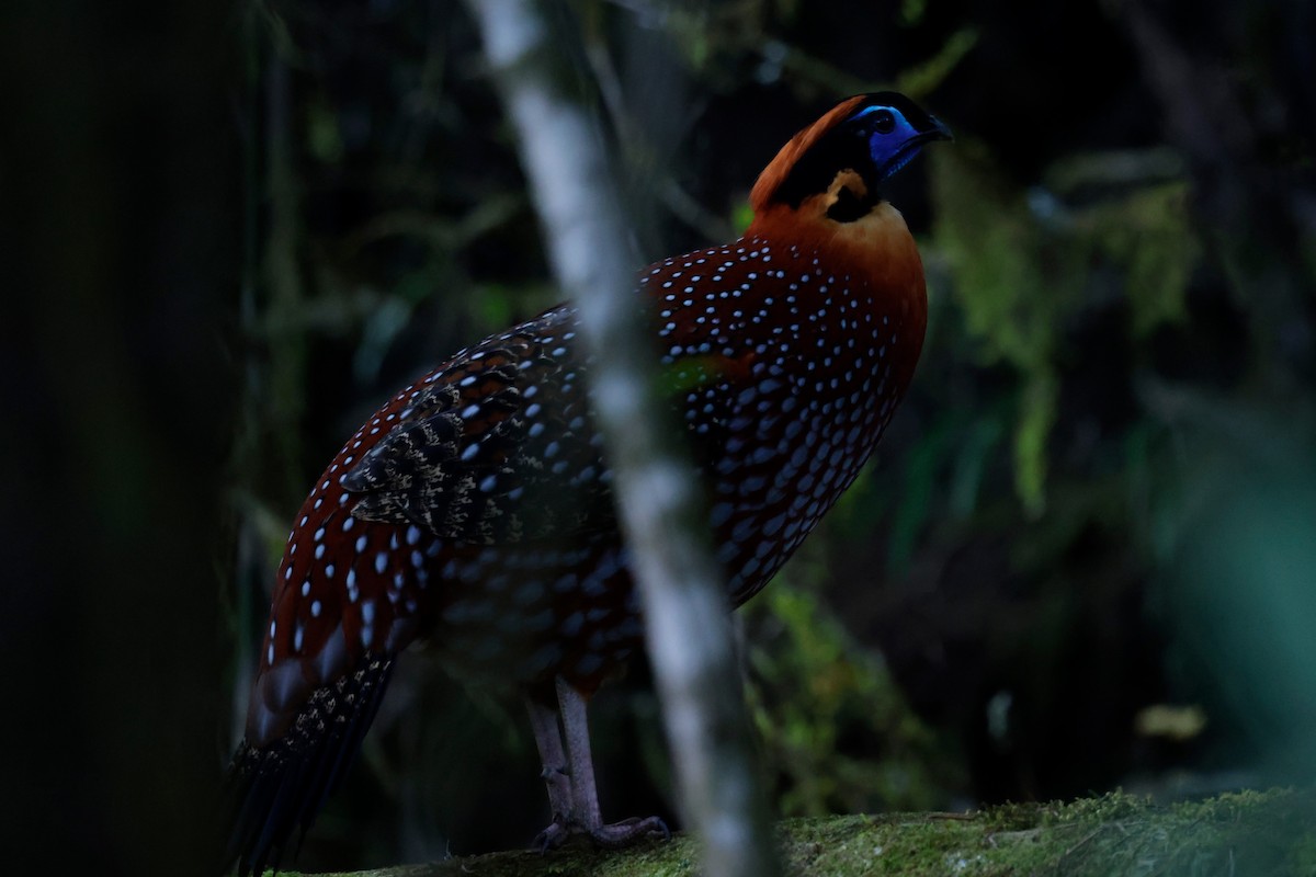 Temminck's Tragopan - ML646485240
