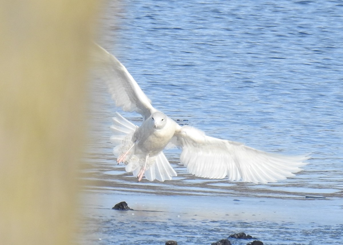 Gabbiano glauco - ML646485241