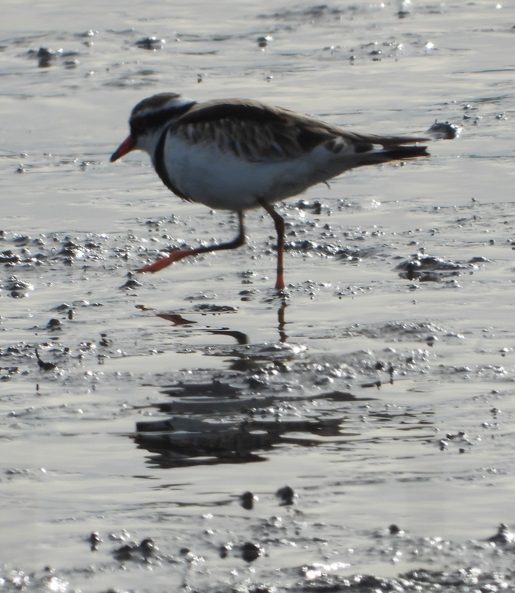 Black-fronted Dotterel - ML646485243