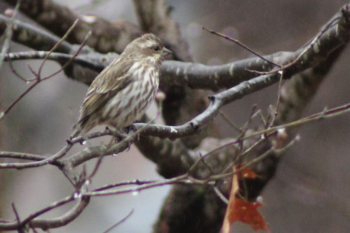 Camachuelo Purpúreo - ML646485245