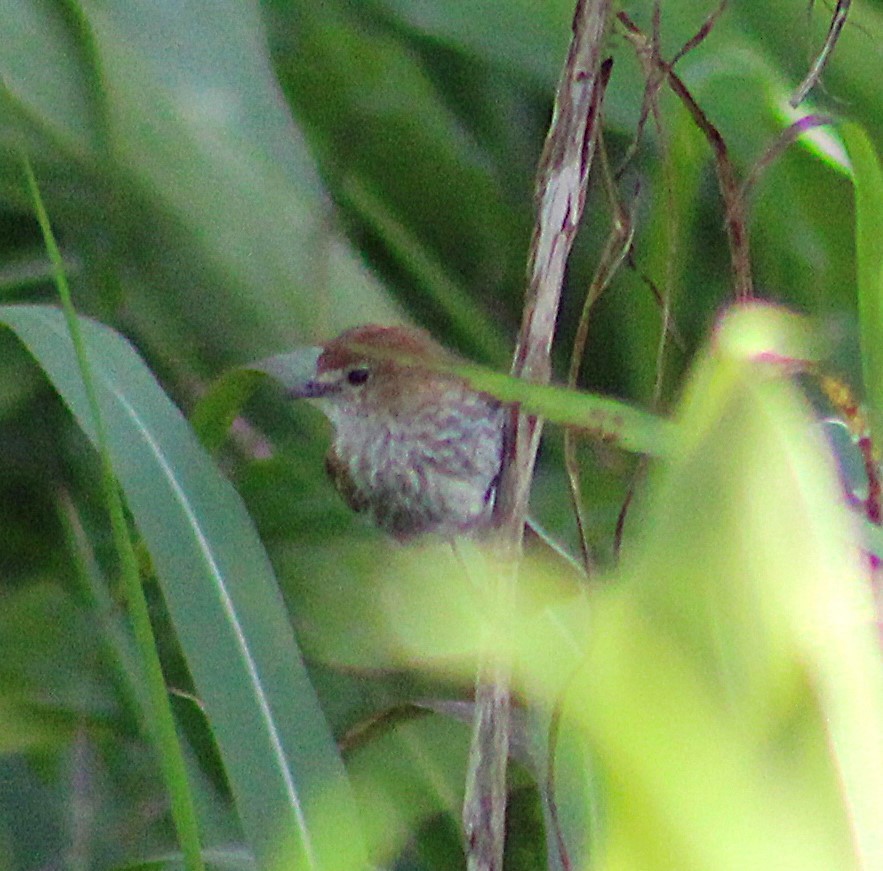 フタスジハエトリ - ML646485246