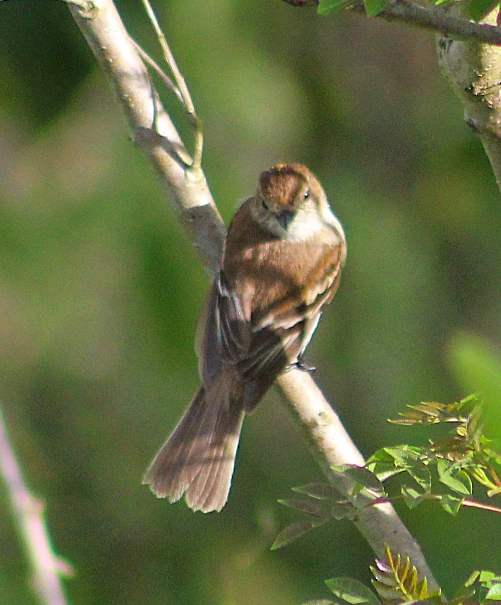 フタスジハエトリ - ML646485247