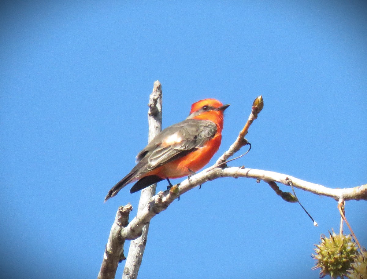 Vermilion Flycatcher - ML646485248
