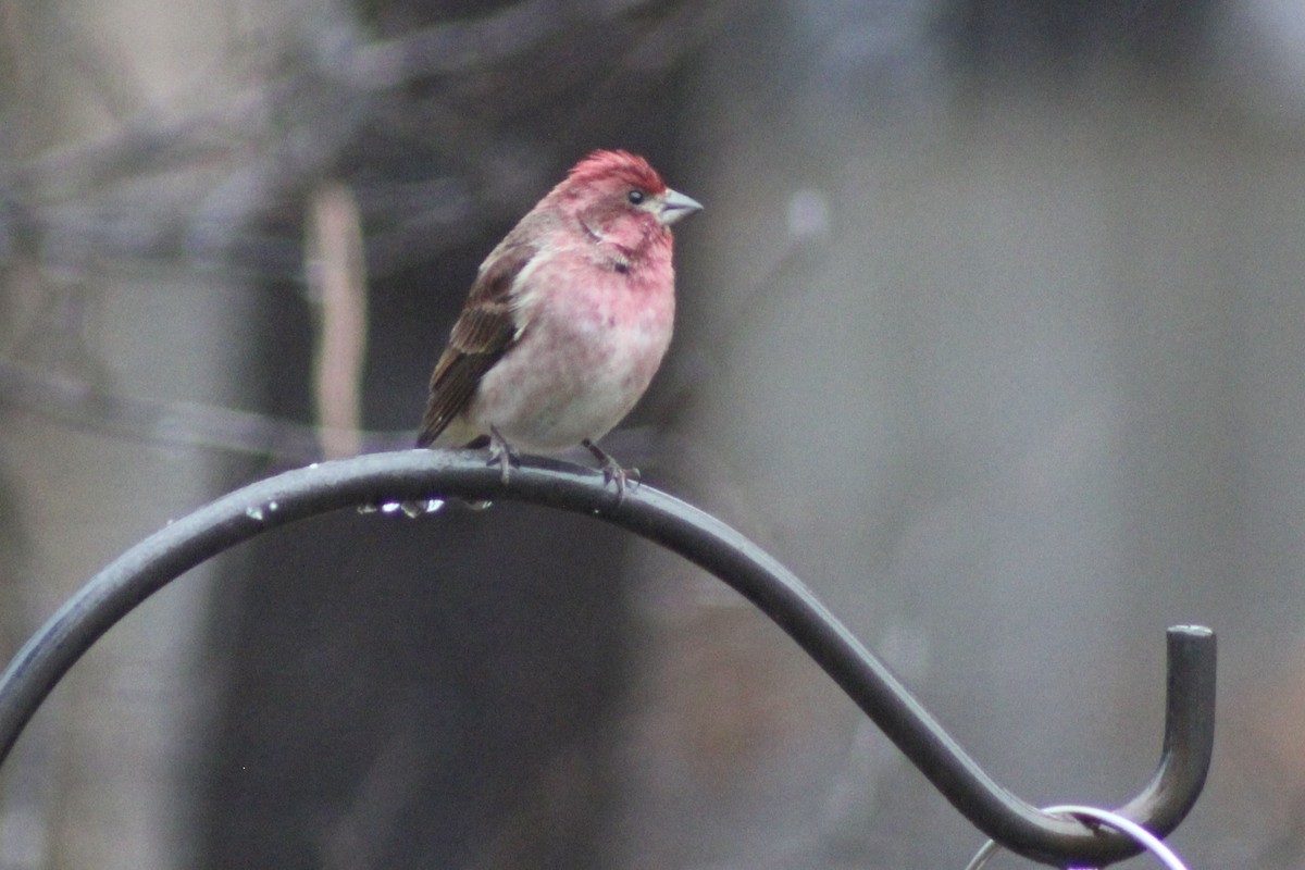 Camachuelo Purpúreo - ML646485251