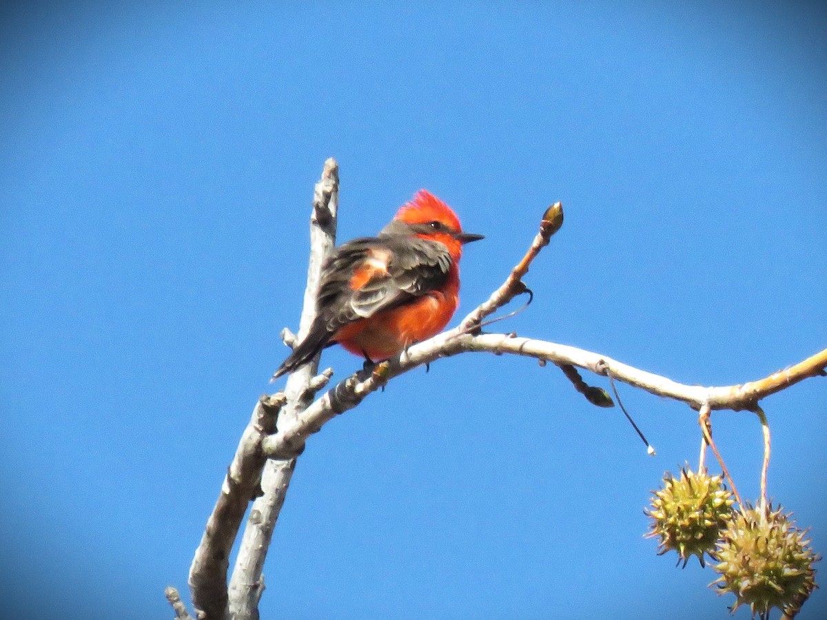 Vermilion Flycatcher - ML646485252