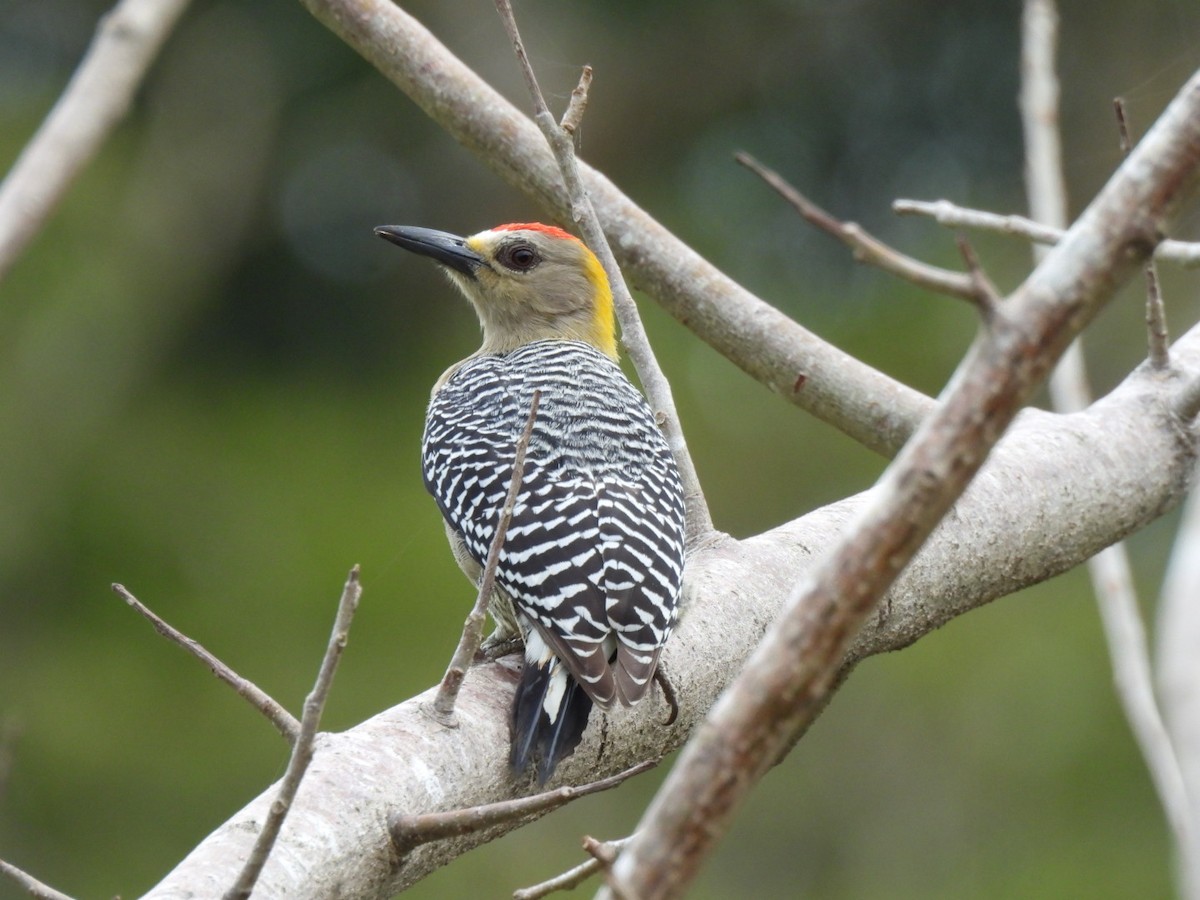 Hoffmann's Woodpecker - ML646485253