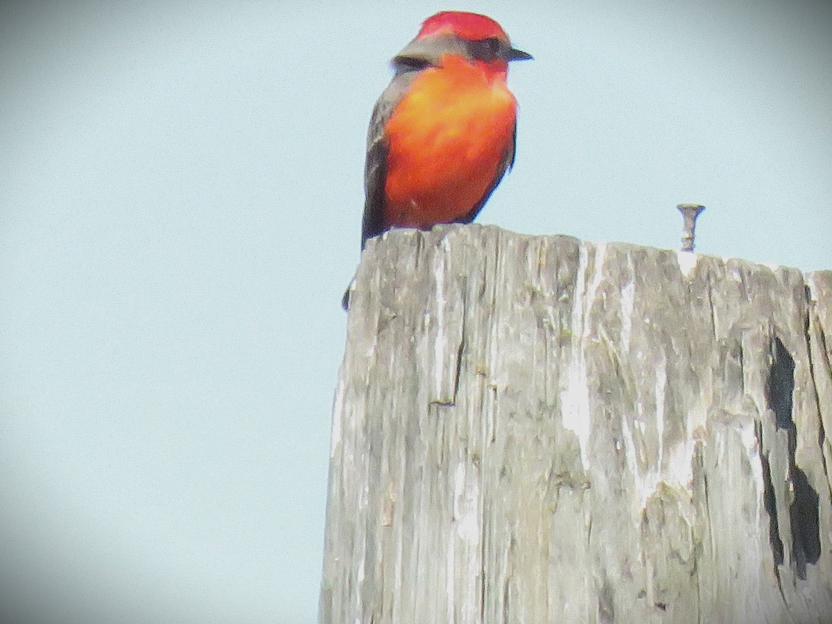 Vermilion Flycatcher - ML646485255