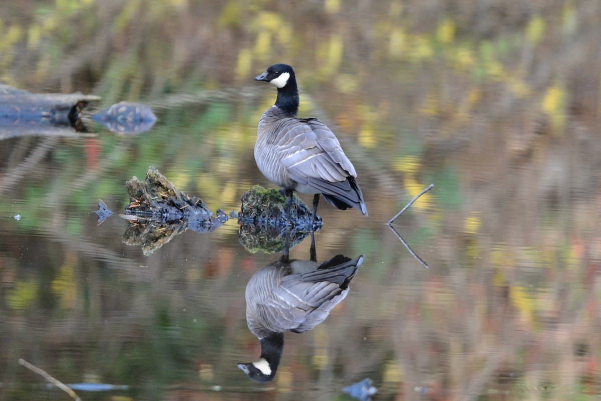 Oca canadese minore - ML646485259