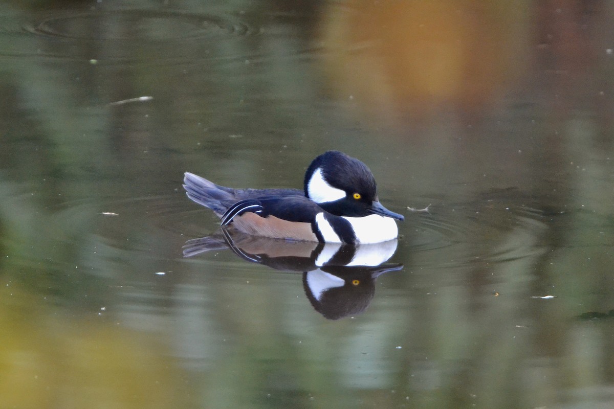 Smergo dal cappuccio - ML646485269