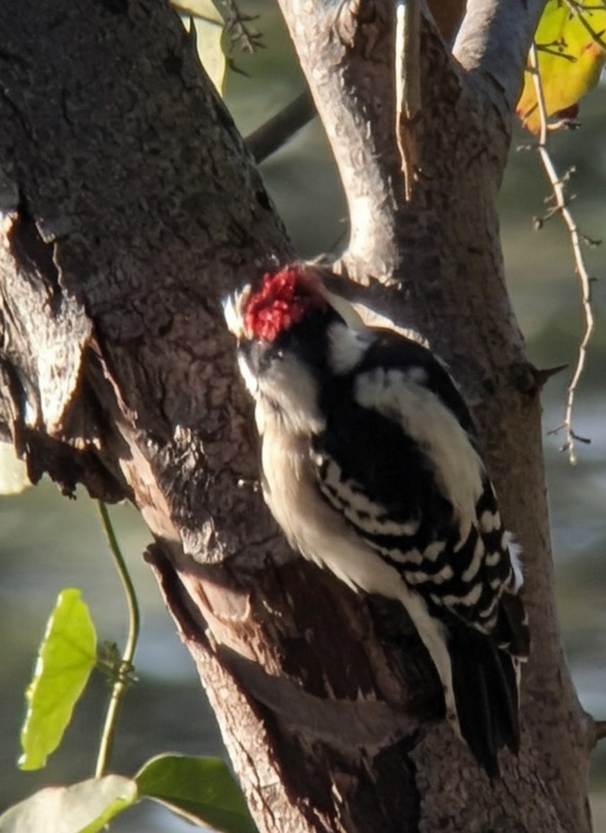 Downy Woodpecker - ML646485271