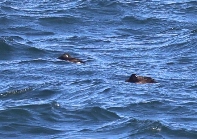 קטיפנית לבנת-כנף - ML646485272