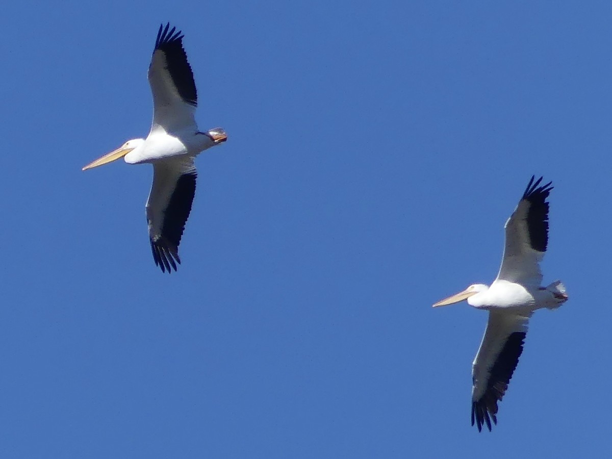 American White Pelican - ML646485274
