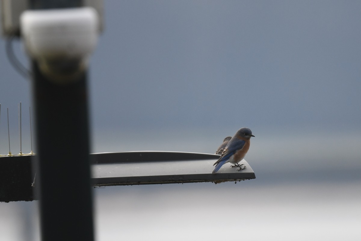 Eastern Bluebird - ML646485275