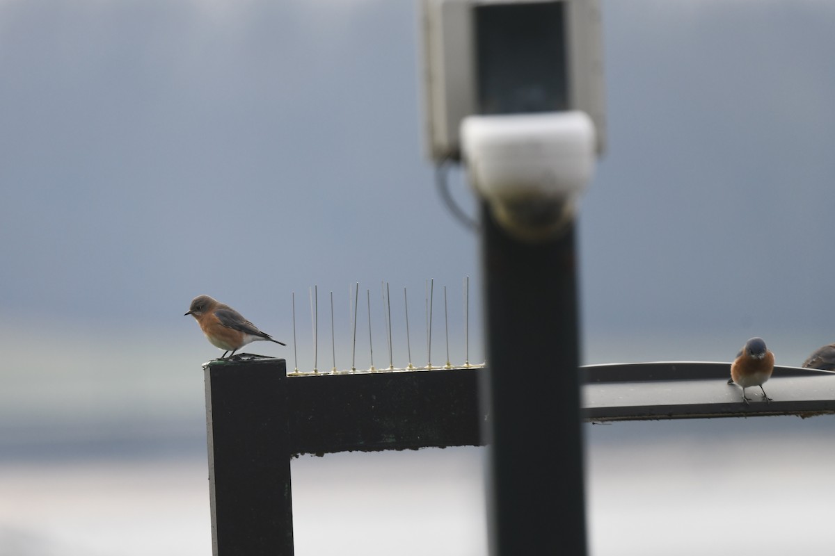 Eastern Bluebird - ML646485278