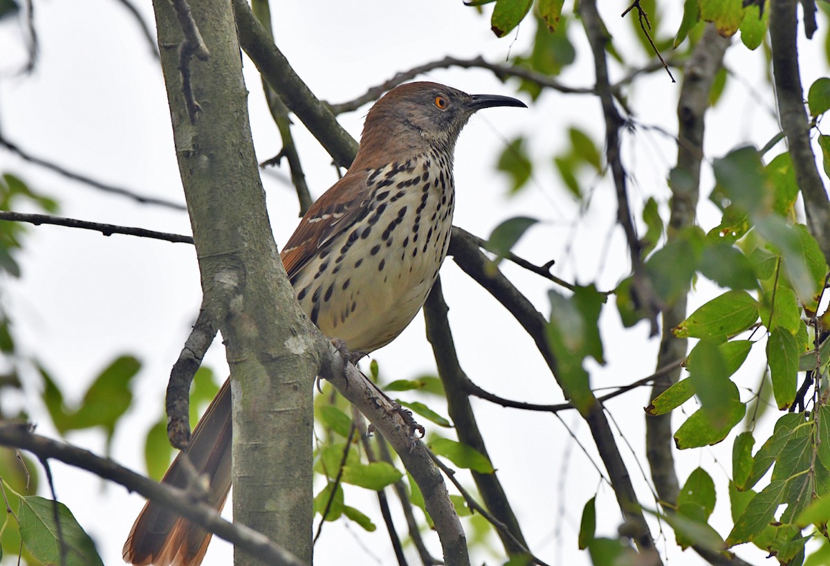 langnebbspottefugl - ML646485279