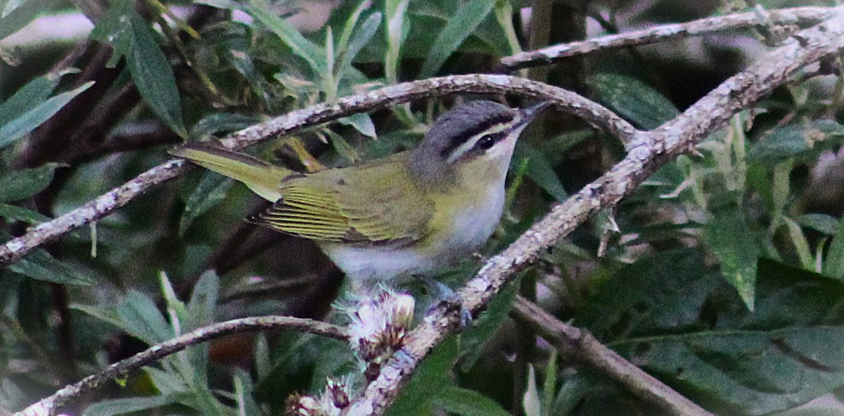 チヴィモズモドキ - ML646485281