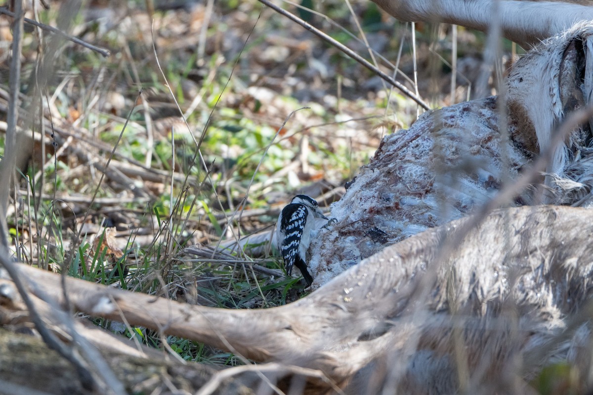 Downy Woodpecker - ML646485282