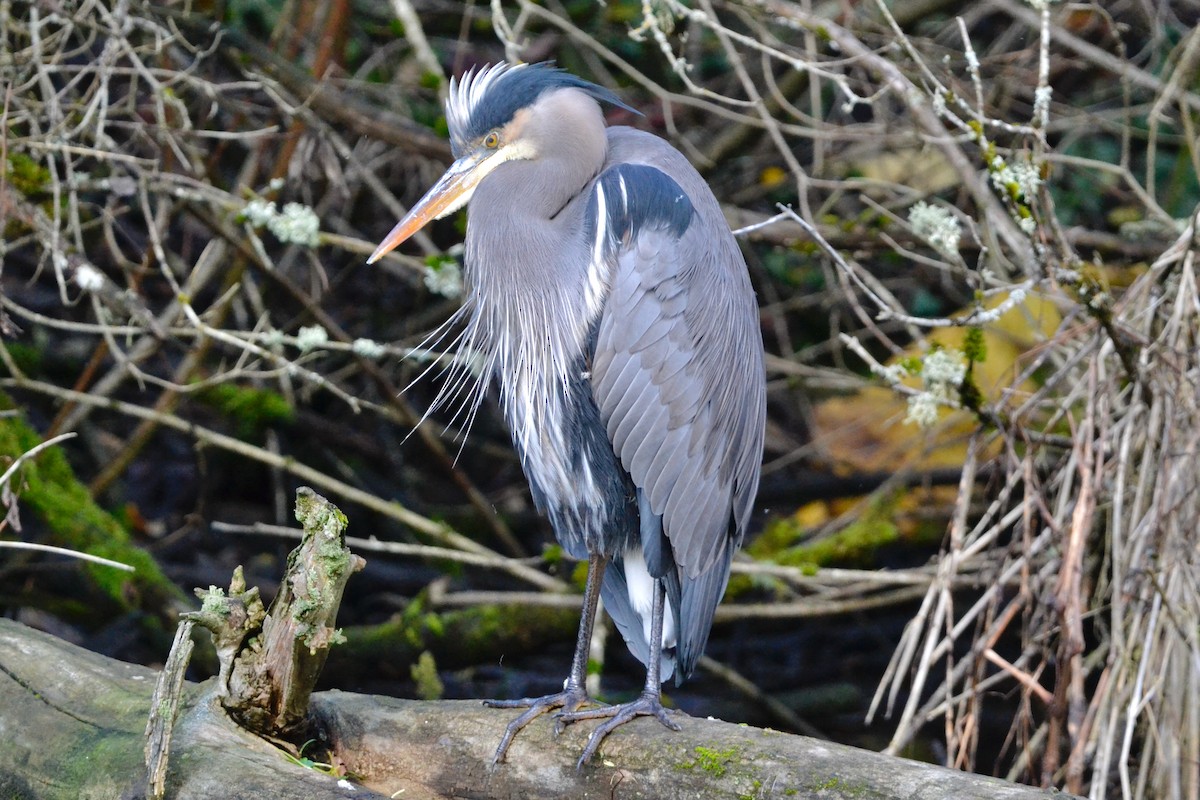 Great Blue Heron - ML646485283