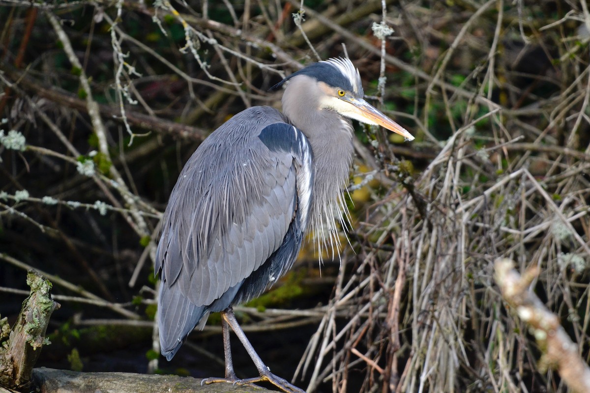 Great Blue Heron - ML646485284