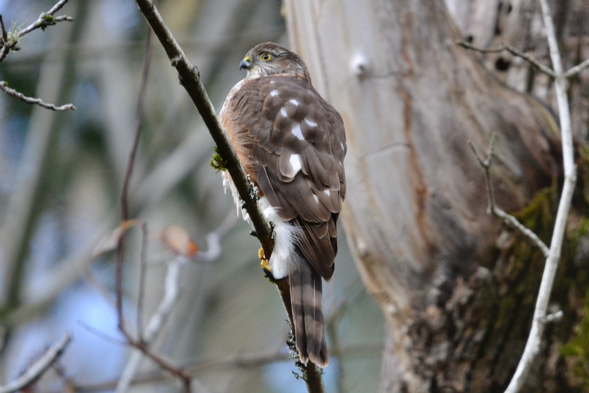 Sharp-shinned Hawk - ML646485288