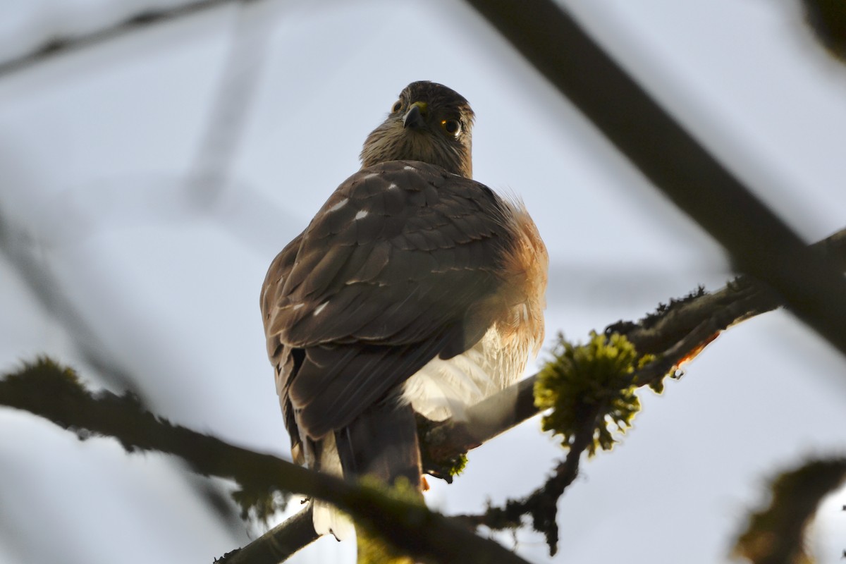 Sharp-shinned Hawk - ML646485289