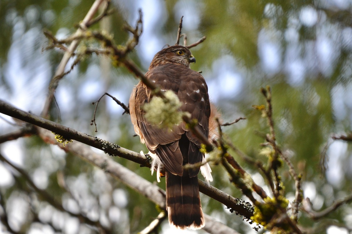 Sharp-shinned Hawk - ML646485290