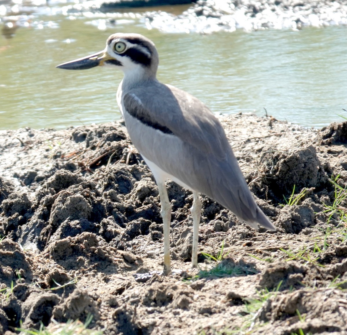 Great Thick-knee - ML646485291