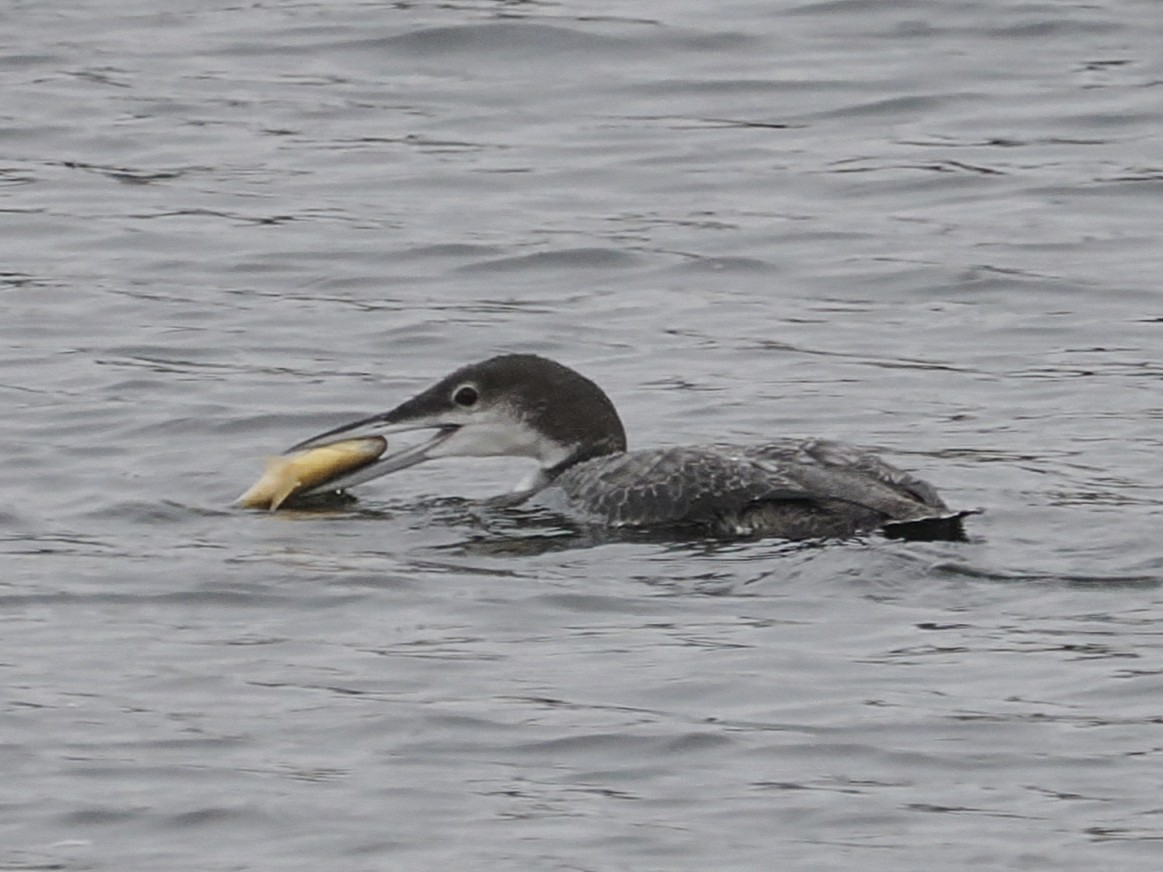 Common Loon - ML646485292