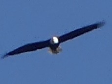 Bald Eagle - ML646485293
