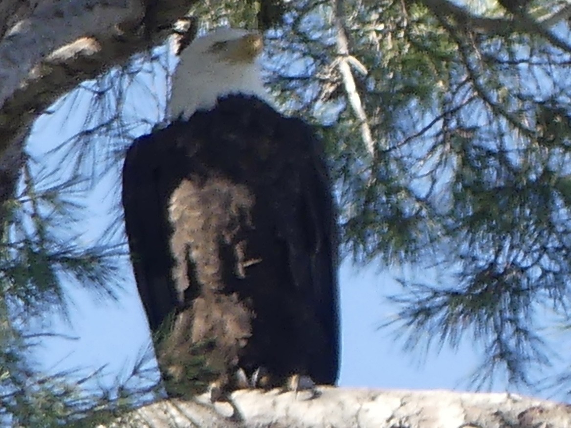 Bald Eagle - ML646485294